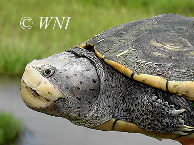 Malaclemys terrapin (Diamondback Terrapin)